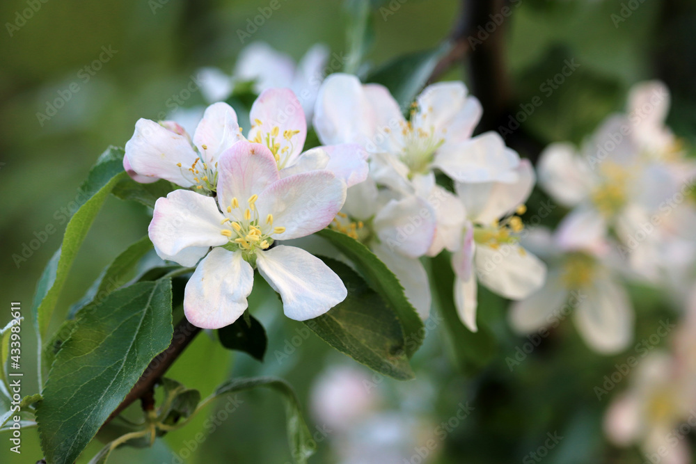 Apple blossom on a branch in spring garden. White flowers with leaves Apple blossom on a branch in spring garden. White flowers with leaves