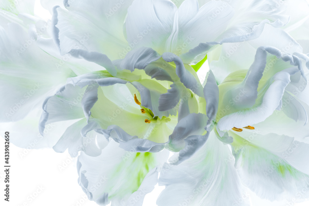 Fototapeta premium White parrot tulips close up on white background