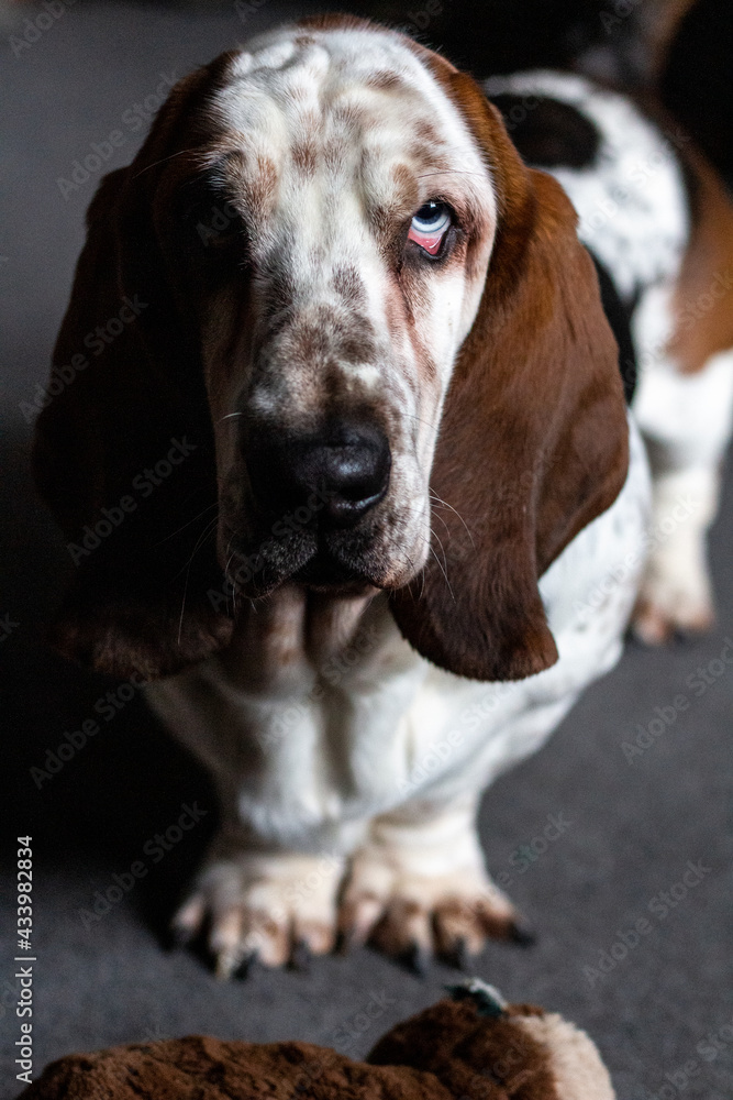 portrait, headshot of a blue eyed basset hound portrait, headshot of a blue eyed basset hound