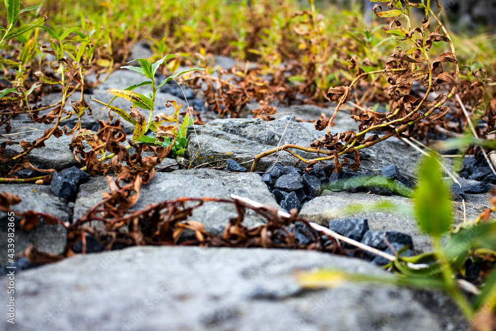 moss on the rocks