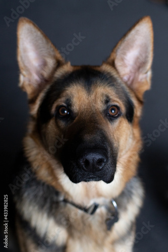 Headshot portrait of a german shepherd