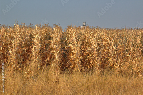 Corn standing waiting for fall harvest with a rural elevator in the background