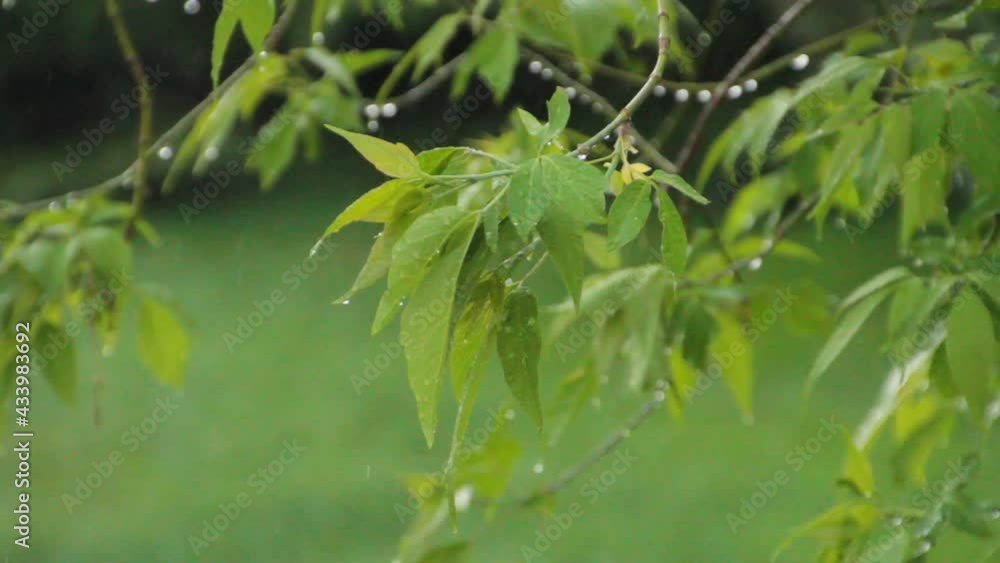 Heavy Rain Falls on Tree Branches with Green Leaves Heavy Rain Falls on Tree Branches with Green Leaves