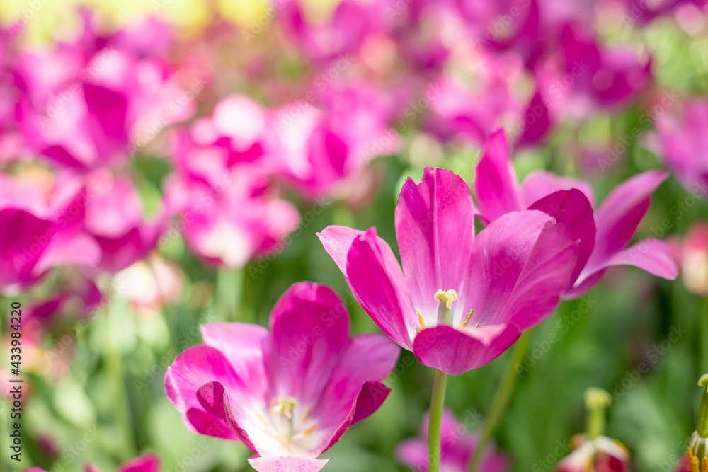 Beautiful pink blooming tulip.field of blooming pink tulips in spring garden on sunny warm day. Beautiful pink blooming tulip.field of blooming pink tulips in spring garden on sunny warm day.