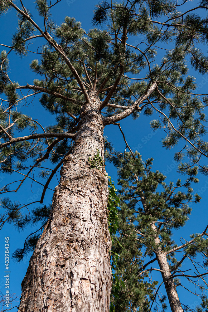 Fototapeta premium tall and straight tree trunks with green foliage on the top under the clear blue sky in the park