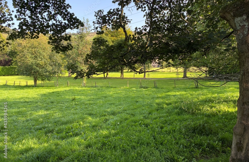 View into rich meadowland, with old trees, and lush green grass near, Ripponden, UK
