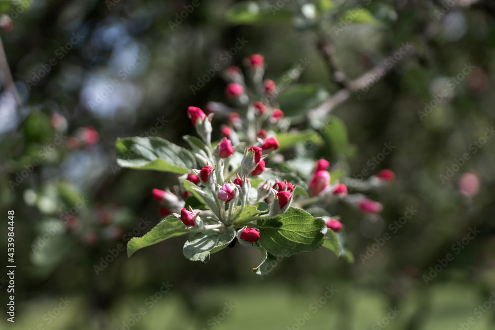 Pink white apple tree blossoms and leaves. Blurred background on a sunny spring day.