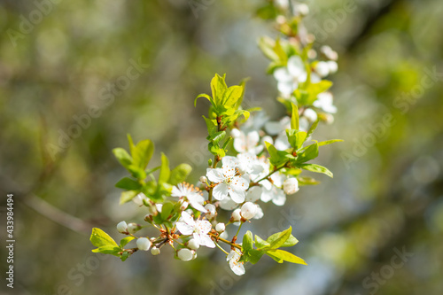 apple blossoms in spring on blurred background.branch of apple tree with many flowers.white flowers on tree btanch. spring background.