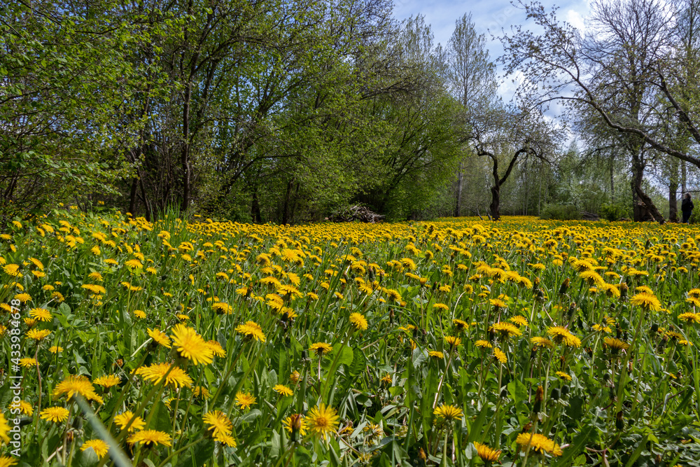 Flowering yellow dandelion meadow in sunny spring with shrubs, trees and apples with small leaves and green grass.