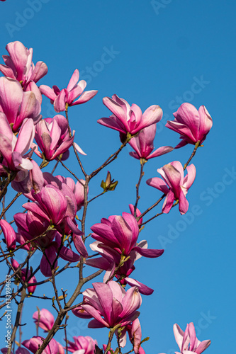 beautiful pink magnolia flowers blooming on the branches under the clear sky