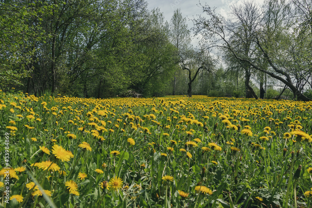 Flowering yellow dandelion meadow in sunny spring with shrubs, trees and apples with small leaves and green grass.
