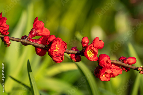 beautiful red begonia flowers blooming on the horizontal branch under the sun with blurry green background