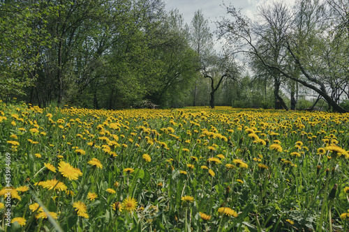 Flowering yellow dandelion meadow in sunny spring with shrubs  trees and apples with small leaves and green grass.