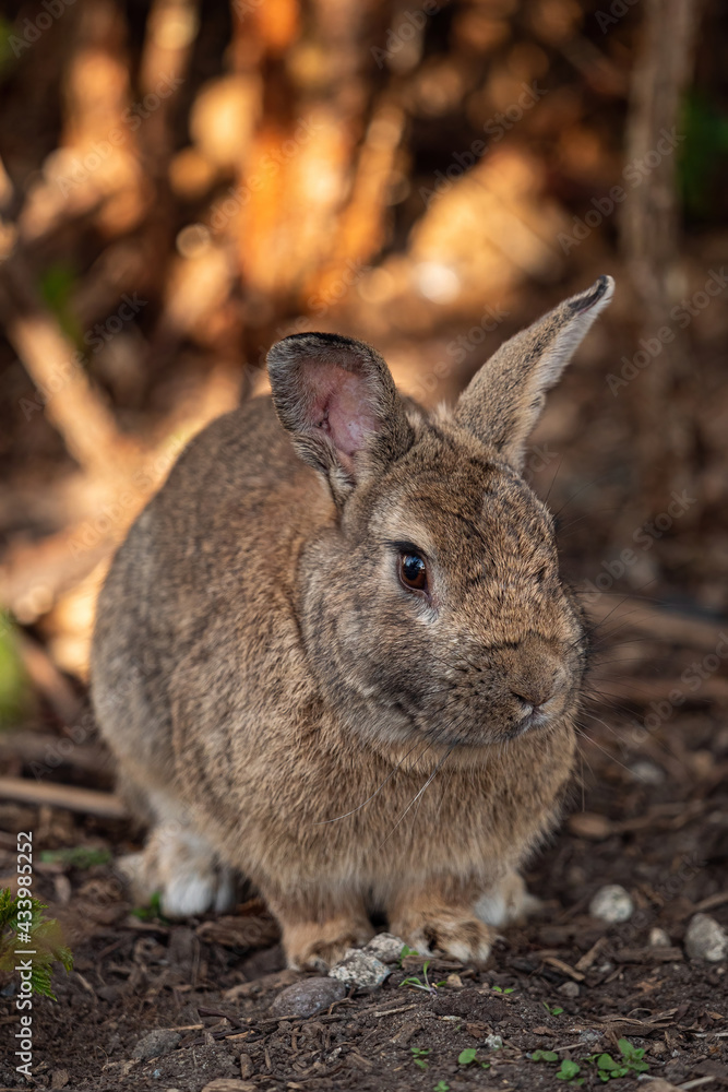 Fototapeta premium close up of a brown rabbit resting under the shade near the bushes