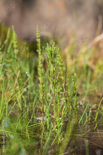 Green horsetail on a green field with drops of morning dew on the leaves.