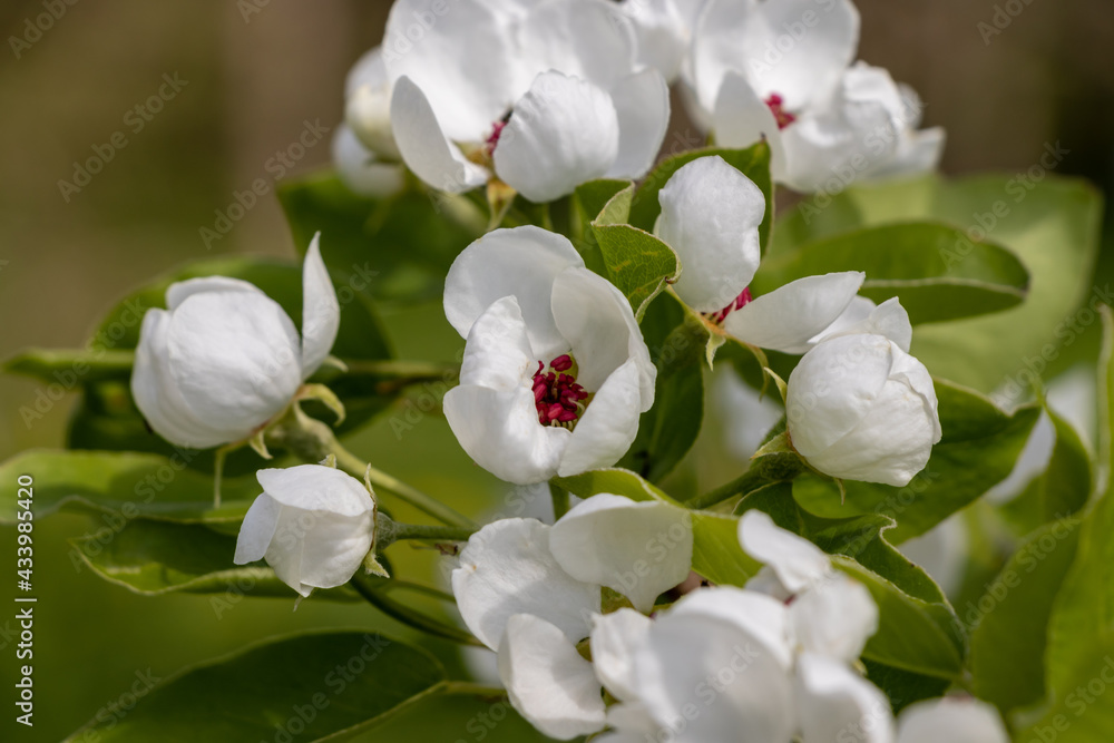 Obraz premium White apple blossoms, fully opened bloomed with green leaves and red centers. Blurred background