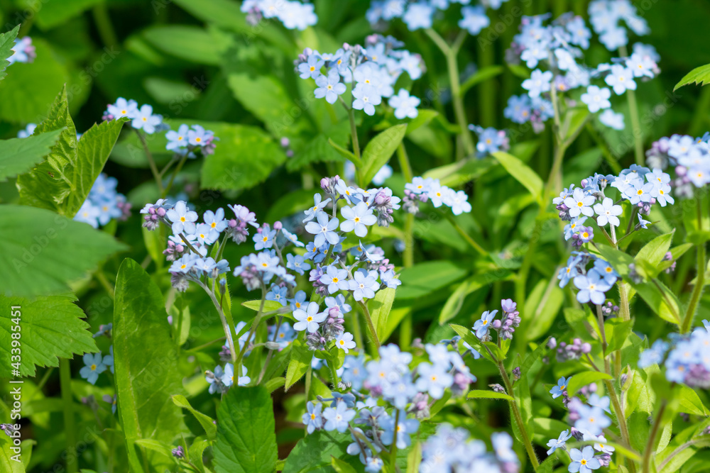 Meadow plant background: blue little flowers - forget-me-not close up and green grass. Shallow DOF Meadow plant background: blue little flowers - forget-me-not close up and green grass. Shallow DOF