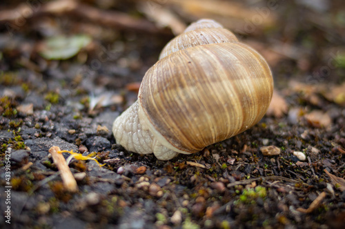 Escargot de bourgogne