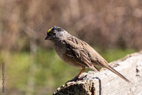 one cute golden-crowned sparrow standing on the wooden fence under the sun in the park