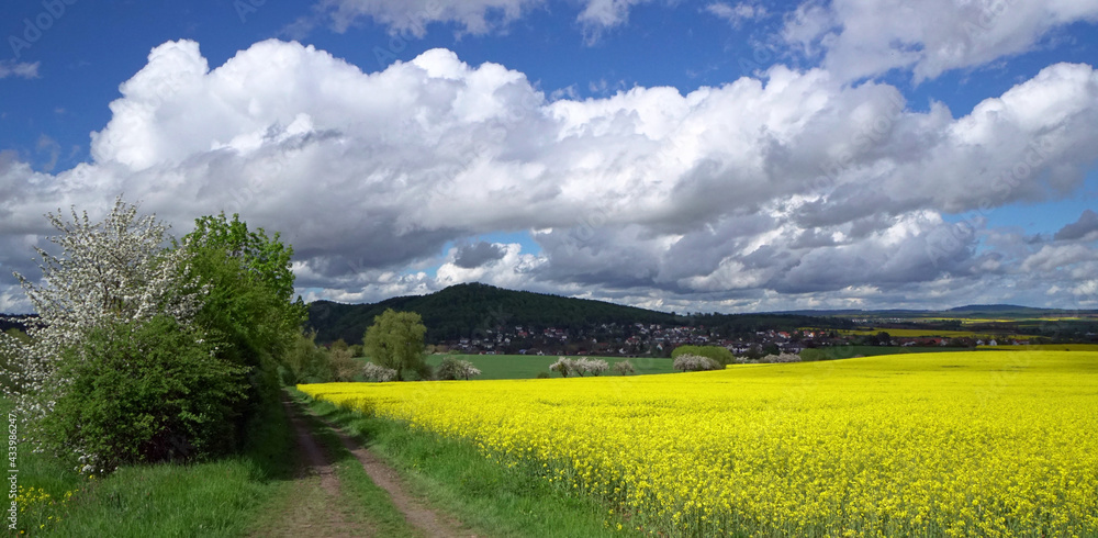 Obraz premium Rapsfeld