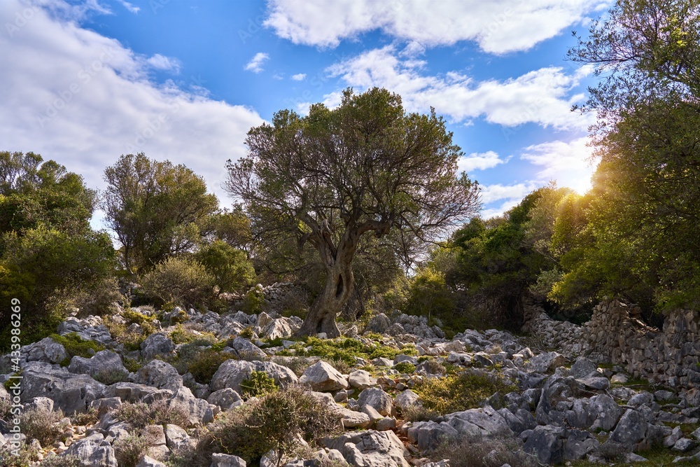 Unique landscape of olive Gardens groves in Lun, Croatia.