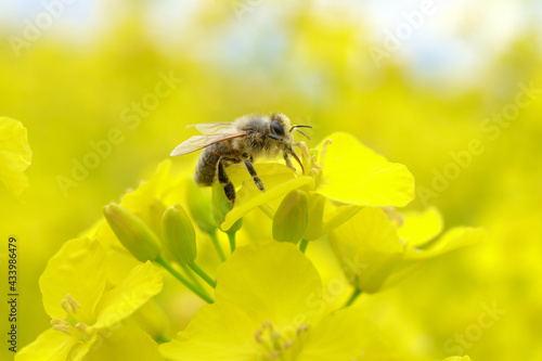 Biene auf gelber Blüte bei der Suche nach Nektar und gelber Hintergrund - Stockfoto