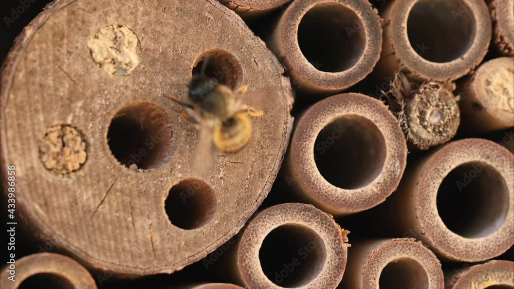 Wild bees nesting in a wooden insect hotel Wild bees nesting in a wooden insect hotel