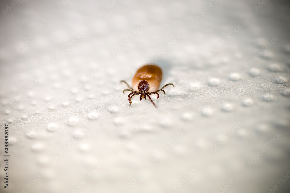 tick detached from the host tick detached from the host