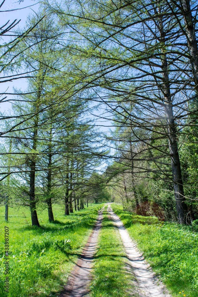 Fototapeta premium Spring trees in the national nature park
