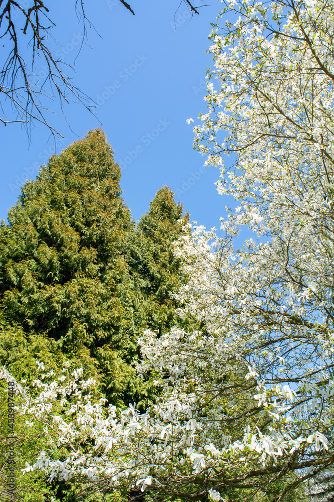 White magnolia flowers in spring on a background of blue sky White magnolia flowers in spring on a background of blue sky