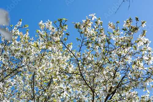 White magnolia flowers in spring on a background of blue sky