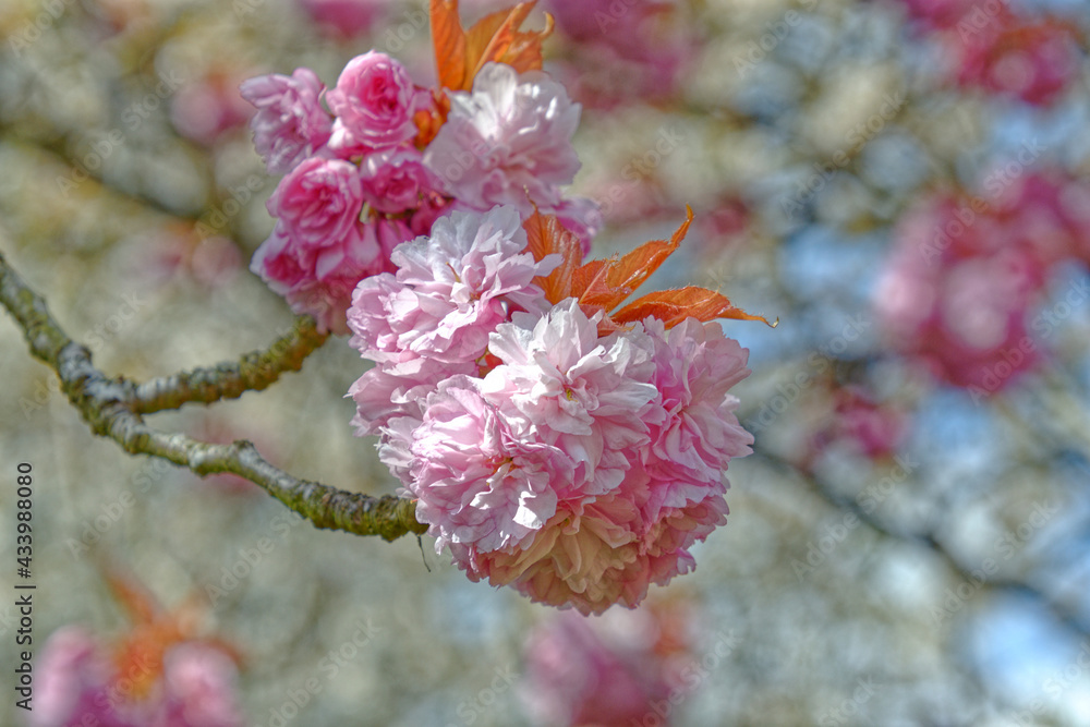 Pink blossom closeup