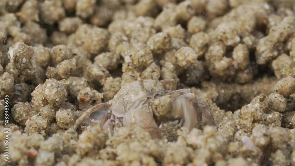 Close up of soldier crab makes balls of sand while eating. Soldier crab or Mictyris is small crabs eat humus and small animals found at the beach as food. Close up of soldier crab makes balls of sand while eating. Soldier crab or Mictyris is small crabs eat humus and small animals found at the beach as food.