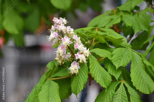 Kastanienblüten in Salzbuirg im Frühling - Chestnut flowers in Salzburg in the spring. photo