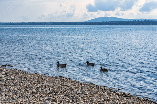 trois canards colvert voguant sur le lac Léman 