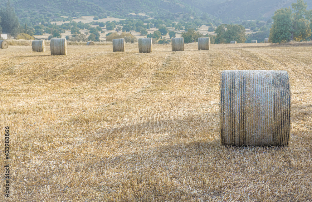Hay stacks in a field of cut dried grass. Summer harvest landscape, soft focus