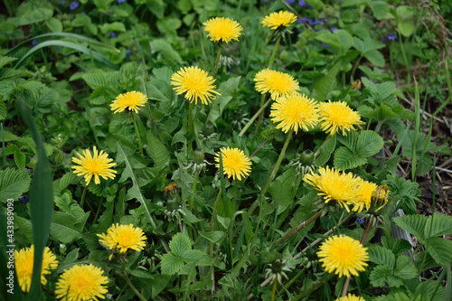 dandelions bloom  close-up as texture for background