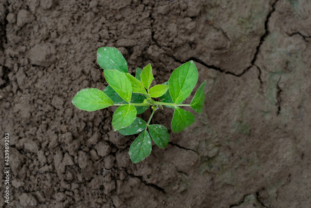The guar or cluster bean, with the botanical name Cyamopsis tetragonoloba, is an annual legume and the source of guar gum. It is also known as gavar, gawar, or guvar bean, little plant growing The guar or cluster bean, with the botanical name Cyamopsis tetragonoloba, is an annual legume and the source of guar gum. It is also known as gavar, gawar, or guvar bean, little plant growing