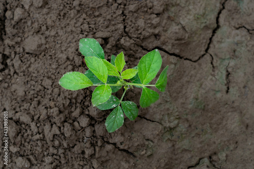 The guar or cluster bean, with the botanical name Cyamopsis tetragonoloba, is an annual legume and the source of guar gum. It is also known as gavar, gawar, or guvar bean, little plant growing