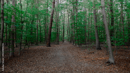 footpath in the woods