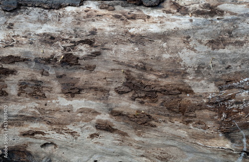 Wallpaper Mural Tree Trunk Without Bark Torontodigital.ca