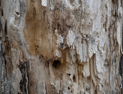 Wallpaper Mural Rotting Tree Trunk Torontodigital.ca