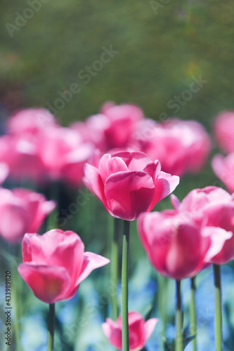 Pink Tulips. Close up. Copy space. 