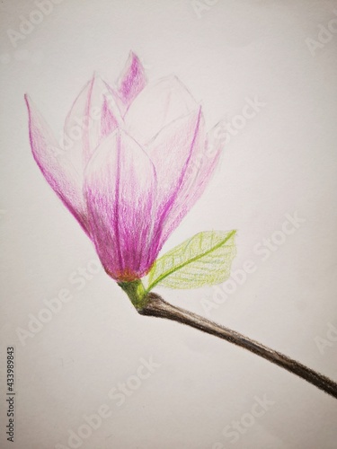 Magnolia  on white background - artwork made with colored pencils