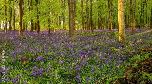 British forest full of Bluebells (Hyacinthoides) flowers