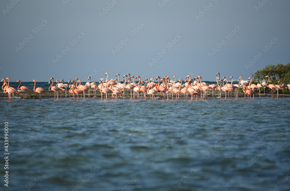 Fototapeta premium BIRDS- Bahamas- Close Up of a Flock of Wild Flamingos Wading in the Sea