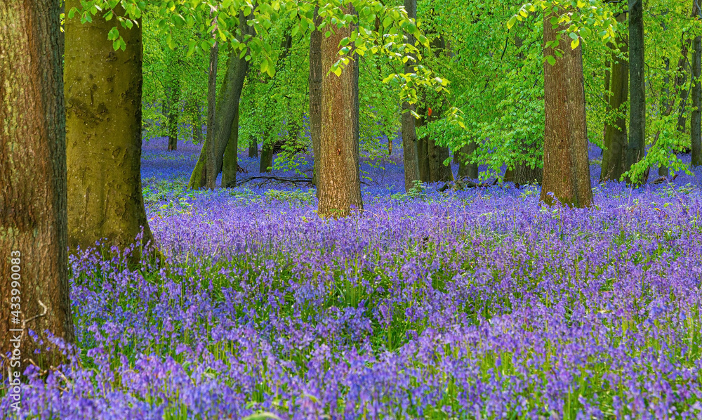 Obraz premium British forest full of Bluebells (Hyacinthoides) flowers