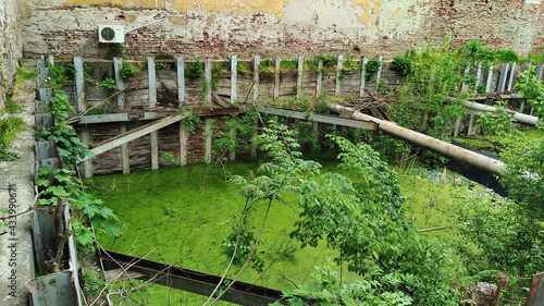 wild green swamp inside an abandoned brick building © Domingo