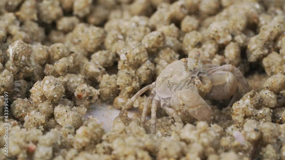 Close up of soldier crab makes balls of sand while eating. Soldier crab or Mictyris is small crabs eat humus and small animals found at the beach as food. Close up of soldier crab makes balls of sand while eating. Soldier crab or Mictyris is small crabs eat humus and small animals found at the beach as food.