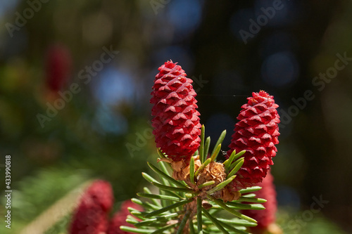 Spruce in the spring in the garden. Fir cones are forming.